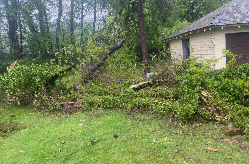 Tree Service in Bucks & Montgomery County PA | Trust Planet 59 Land Clearing Project 3
