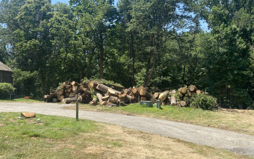 Tree Service in Bucks & Montgomery County PA | Trust Planet 60 Land Clearing Project 4