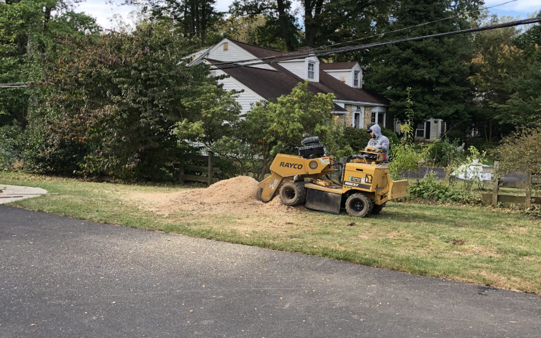 Tree Service in Bucks & Montgomery County PA | Trust Planet 73 Stump Grinding Project 5