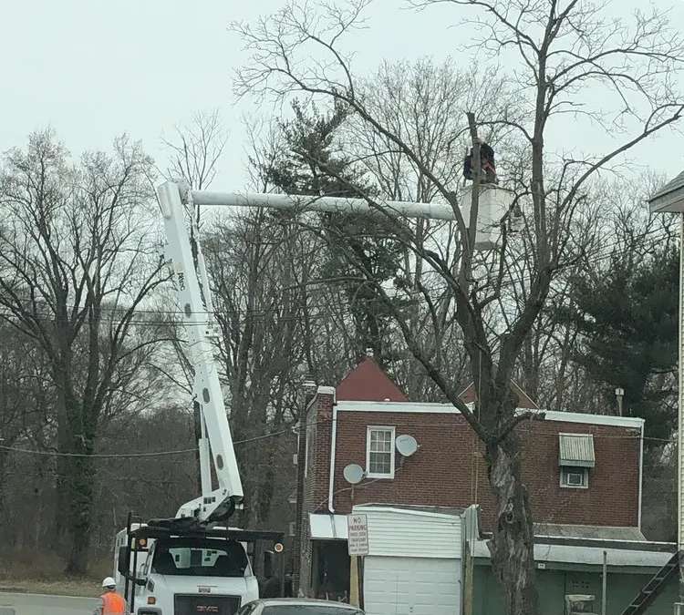 Tree Service in Bucks & Montgomery County PA | Trust Planet 67 Tree Pruning Project 5