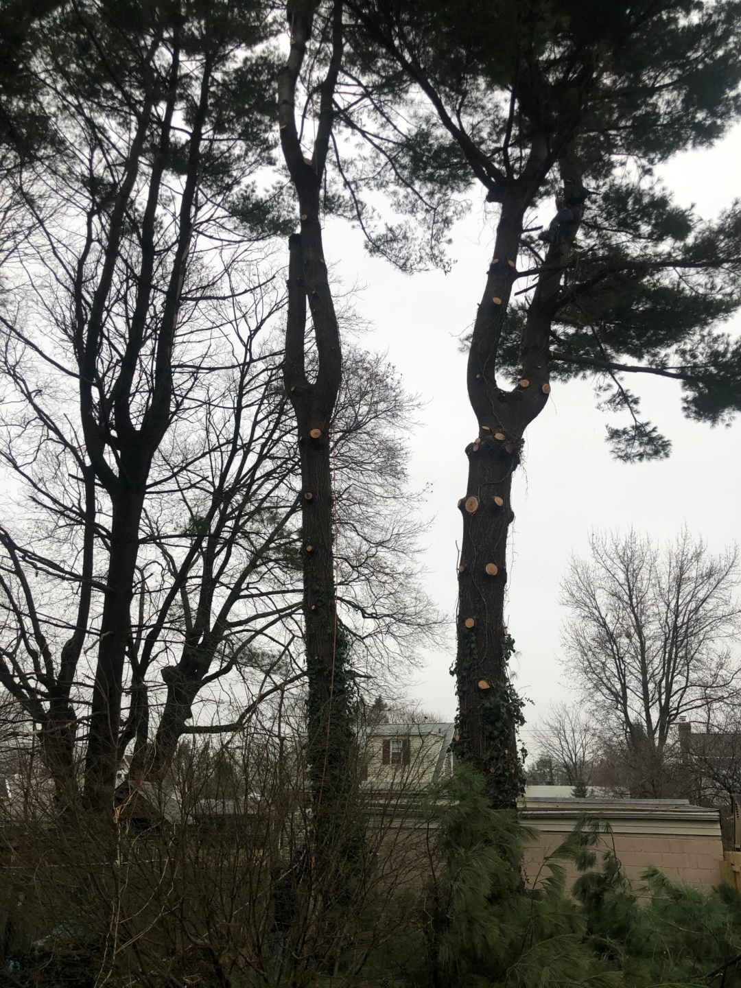 Tree Pruning Project 1