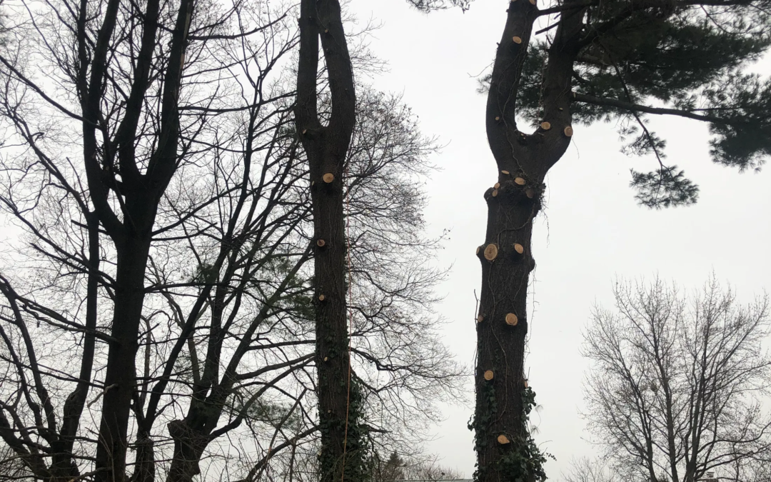 Tree Service in Bucks & Montgomery County PA | Trust Planet 63 Tree Pruning Project 1