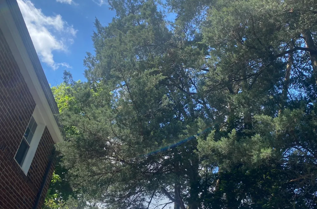 Tree Service in Bucks & Montgomery County PA | Trust Planet 64 Tree Pruning Project 2