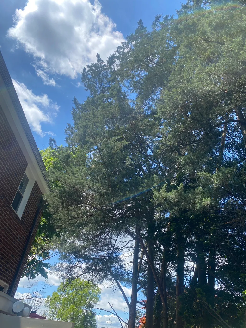 Tree Pruning Project 2