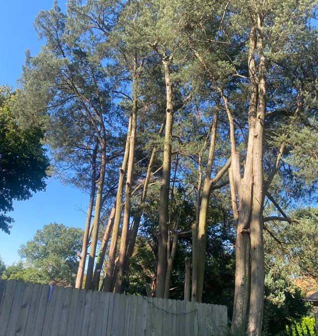 Tree Service in Bucks & Montgomery County PA | Trust Planet 65 Tree Pruning Project 3