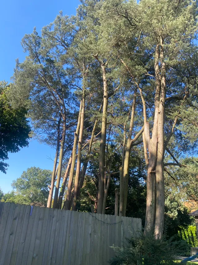 Tree Pruning Project 3