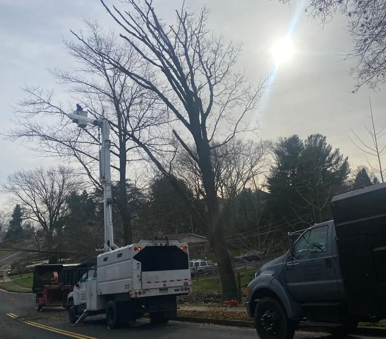 Tree Service in Bucks & Montgomery County PA | Trust Planet 66 Tree Pruning Project 4
