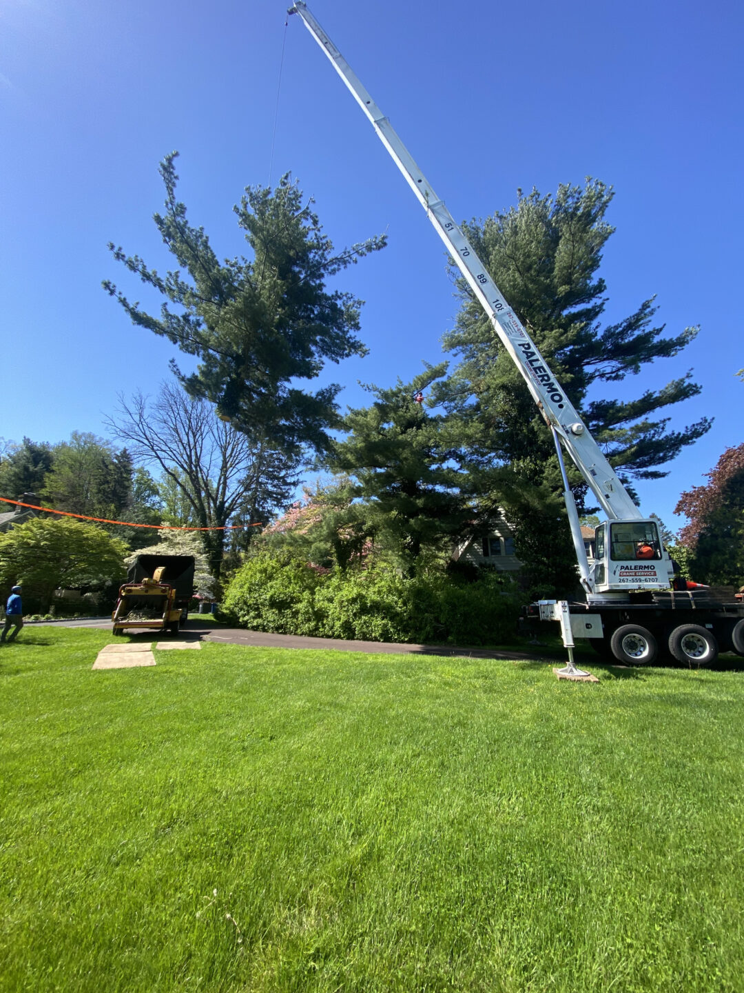 Tree Removal Project 1