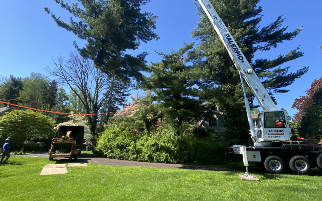 Tree Service in Bucks & Montgomery County PA | Trust Planet 51 Tree Removal Project 1