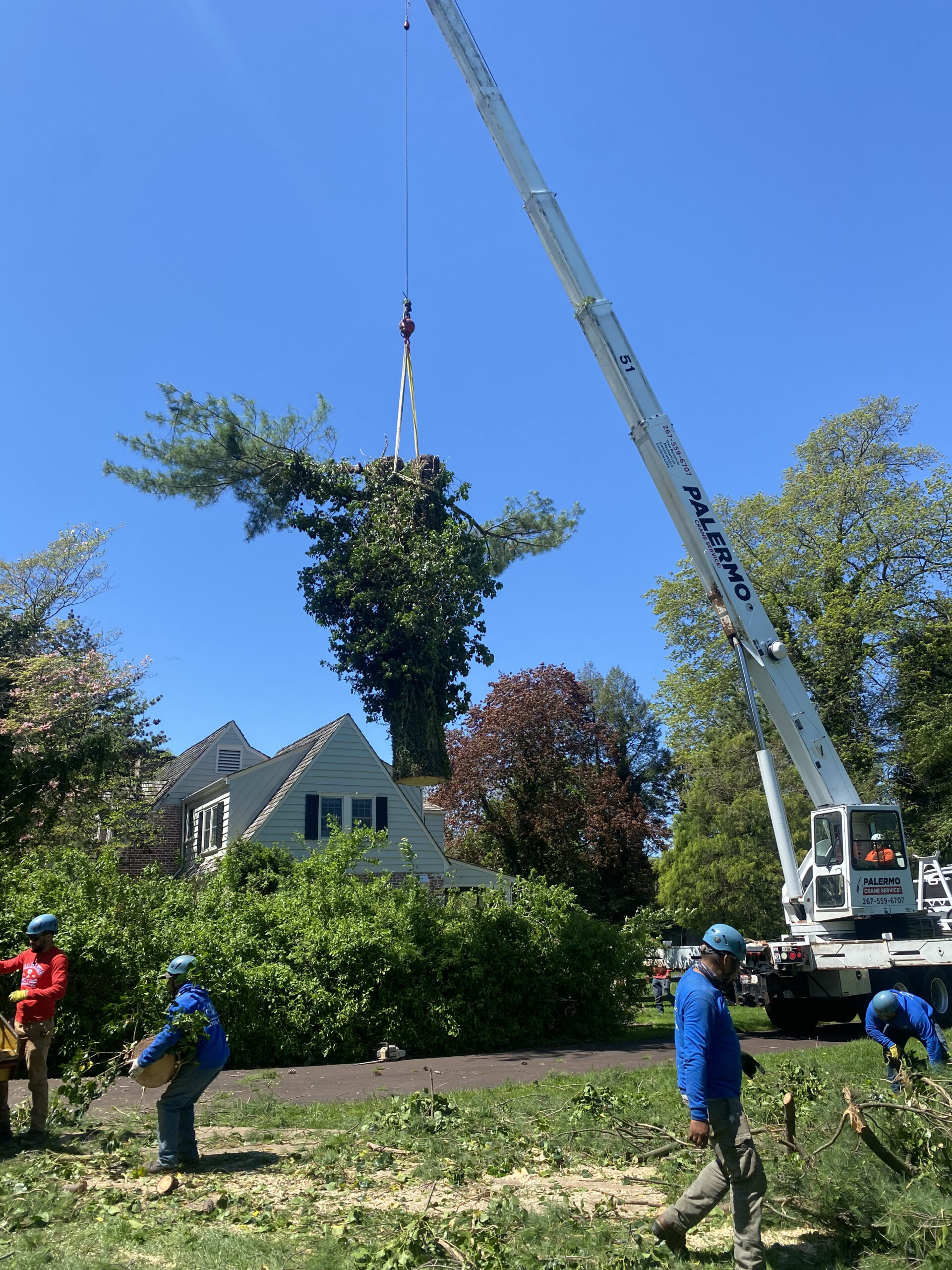 tree-removal-project-2 Tree Removal Project 2