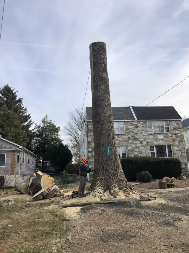 tree-removal-project-2 Tree Removal Project 2