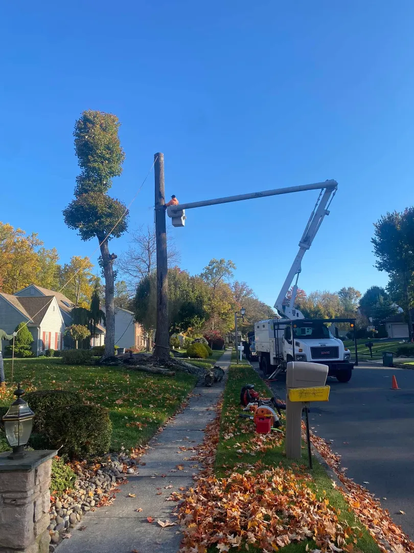 tree-removal Tree Removal
