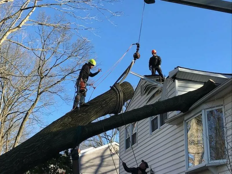 when-the-tree-is-too-close-to-the-house When the Tree Is Too Close to the House
