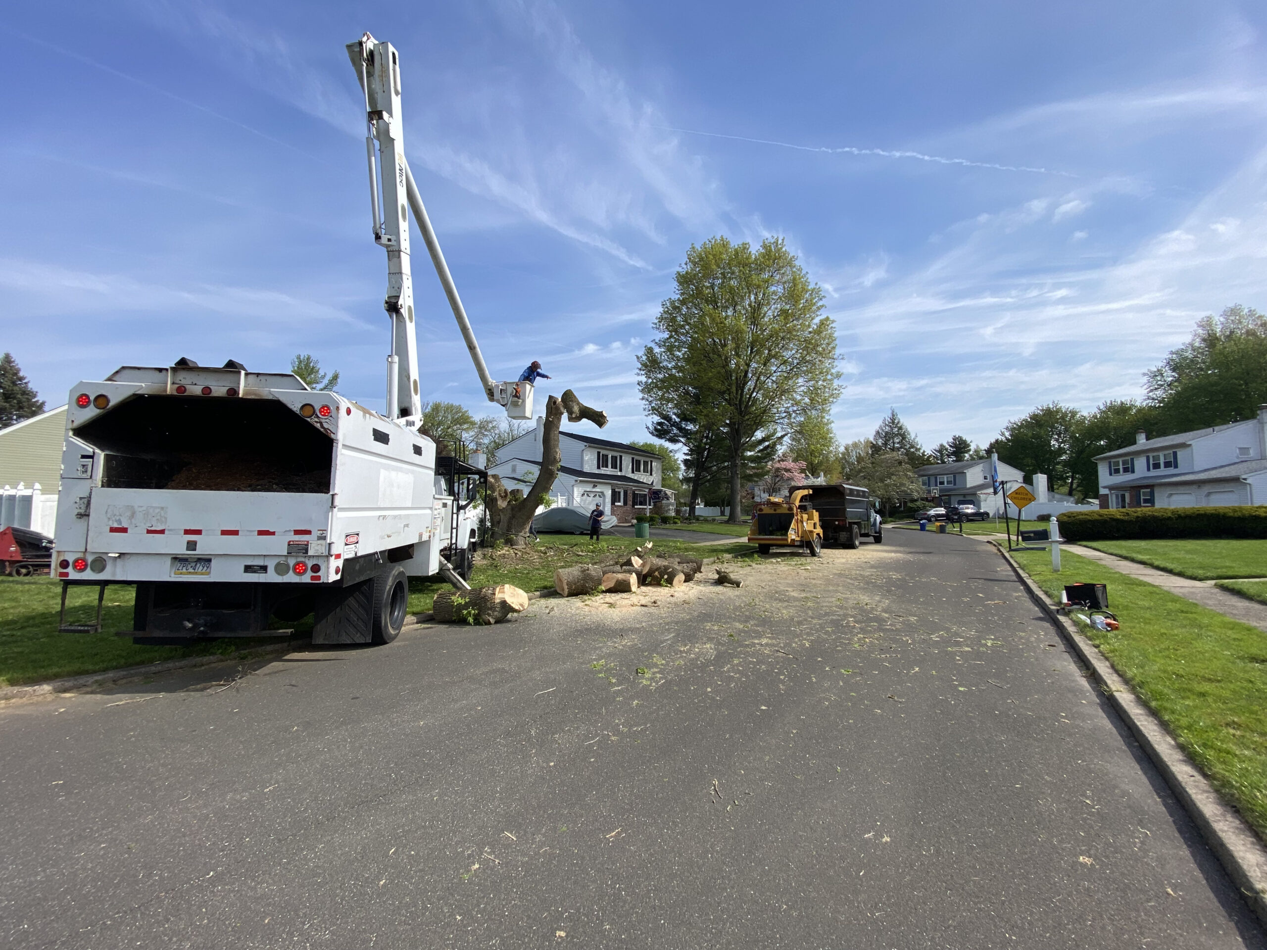 tree-removal-project-2 Tree Removal Project 2
