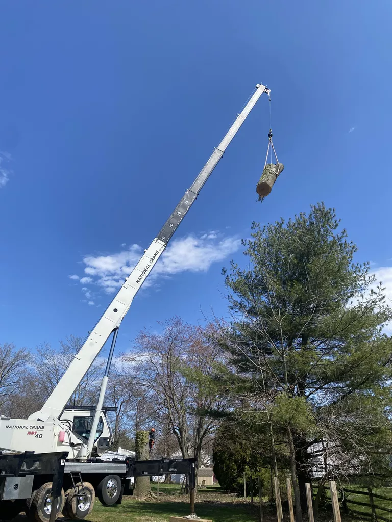 tree-removal-project-2 Tree Removal Project 2